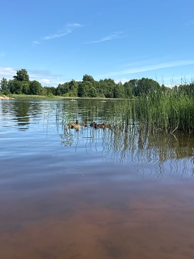This is a photograph of the lake in Vaskjala, Estonia, taken on a clear day with a blue sky and scattered clouds. The foreground is dominated by the calm water of the lake, reflecting the sky and the surrounding vegetation. In the middle ground, several ducks are swimming near the reeds. In the background, a dense line of trees borders the lake, and further back, there are hints of a sandy beach with a few people visible. The overall impression is one of a peaceful natural landscape.