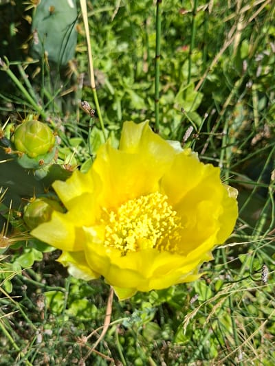 A close-up, eye-level shot captures a bright yellow prickly pear cactus flower in bloom. The flower, with its delicate petals and abundant yellow stamens, is the central subject. In the foreground, two unripe, green prickly pear fruits are visible, covered in sharp spines. The background is a blur of green foliage and thin, dry grass stalks, suggesting a natural outdoor setting. Some small insects are present on the plant and in the surrounding vegetation. The lighting suggests it is daytime, with bright sunlight illuminating the scene. The image conveys a sense of natural beauty and the vibrant life of a desert or arid environment. No text is visible. The location is Granja De Rocamora, Spain.