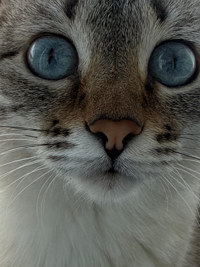 This is a close-up, head-on, medium shot of a cat's face. The cat has striking blue eyes, a pink nose, and light gray and brown fur. Its whiskers are long and white. The background is out of focus, but appears to be a neutral, light color. There is no information about the location of this image in Ufa, Russia.
