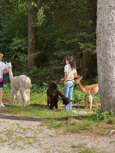 In an outdoor setting with a wooded backdrop, two women are interacting with three alpacas. One woman, on the left, is wearing a white top and blue shorts, and appears to be holding a lead attached to a white alpaca. The second woman, to the right, is wearing a light-colored t-shirt and blue jeans, and is holding a yellow pouch. She is standing near a light brown alpaca and a dark brown alpaca. The alpacas are grazing or standing in a grassy area. The environment includes trees and green foliage. This scene does not appear to be located in Calalzo di Cadore, Italy.
