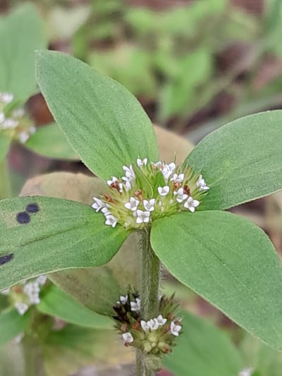 This close-up media file showcases a cluster of small, delicate white flowers and green leaves, likely from a plant found in Sukadamai, Indonesia. The flowers are tightly packed together, appearing in small groups on the stem, with some tinged with brown. The leaves are broad and ovate, with a slightly textured surface. The background is softly blurred, suggesting an outdoor natural setting with other greenery and possibly some earthy tones. The lighting appears to be natural daylight, illuminating the details of the plant. There are no people, objects other than the plant, or specific activities depicted. The image focuses solely on the botanical details of the plant, highlighting its intricate floral structure and foliage. The presence of dark, circular spots on one of the leaves is a notable detail, possibly indicating a natural marking or a minor blemish. The overall impression is one of a serene, natural environment, captured in a moment of close observation.