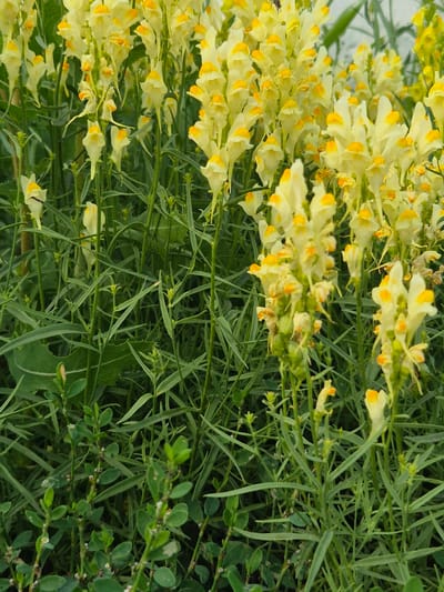 The image depicts a dense cluster of pale yellow flowers with orange markings, likely toadflax, growing in a naturalistic setting. The flowers are arranged on tall, slender green stems, surrounded by an abundance of long, thin green leaves. The background is a blur of green foliage, with some areas of lighter green suggesting a brighter light source. There are no people, buildings, or urban elements visible. The scene is exclusively natural, showcasing a close-up view of the flowering plants and their surrounding vegetation. The specific location within Новоишимское, Kazakhstan, is not discernable from the visual information provided.