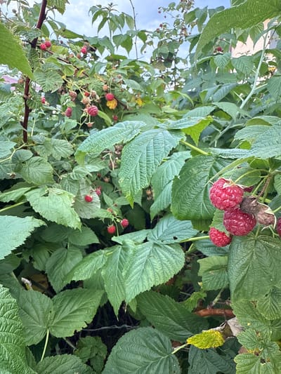 The image shows a close-up of a raspberry bush laden with ripe, red berries and green leaves. The bush appears to be in a garden setting, possibly in the village of Птицевод-2 Снт, Russia, given the provided context. Several branches are visible, with clusters of raspberries in various stages of ripeness, some still green or developing. The leaves are lush and textured, with some showing signs of natural wear. The background is slightly blurred, suggesting a shallow depth of field, and includes hints of sky and what might be a building. There are no people or animals depicted in the image. The overall impression is one of abundance and the natural beauty of a home garden in the summer season.