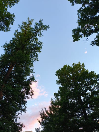 This is a low-angle, full-shot photograph looking up at the sky through the canopy of several large, mature oak trees. The sky is a clear, pale blue with a few wispy clouds, some of which are tinged with pink and orange, suggesting it is either dawn or dusk. The leaves of the trees are a deep green, and the branches are silhouetted against the sky. The image appears to have been taken in a park or a wooded area within a city, as the tops of some buildings are partially visible at the bottom of the frame. The specific location is stated to be in the city of Kotovsk, Russia. There are no people or animals visible in the image.