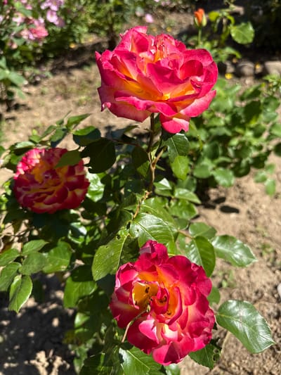 The image shows a cluster of roses with red and yellow petals in a garden setting. Three rose blossoms are visible, surrounded by green foliage. The background includes hints of soil and other plant life, indicating an outdoor location. The location is specified as Valchedram, Bulgaria, but no further information connects the image to a specific place or event there. There are no people visible in the image.