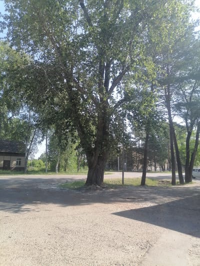 The image depicts an outdoor scene on a sunny day, likely in the city of Novopokrovka, Russia. The foreground is a rough, gravelly surface with a distinct shadow cast from a large tree. In the middle ground, a road runs horizontally, bordered by a strip of grass and more gravel. To the left of the road, a low, single-story building with a dark roof and a small window is visible. Further back, a dense line of trees and smaller buildings can be seen. A prominent, mature tree with a thick trunk and full foliage dominates the left side of the frame. Several other trees of varying sizes and types are scattered throughout the scene, with some taller, slender trees on the right. A utility pole stands near the road. The sky above is a clear, bright blue. The overall impression is of a semi-urban or suburban environment with significant greenery.