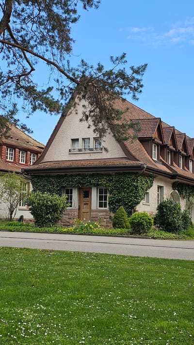 The image shows a building in Rheinfelden, Switzerland. The building has a gabled roof with multiple dormer windows. The walls are covered in stucco and ivy. There are several windows, a wooden door, and decorative ironwork. A tree is in the foreground, partially obscuring the building. To the right of the building is a sidewalk and a grassy area dotted with small white flowers. The sky is blue.