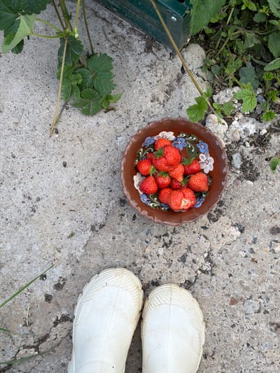 A top-down view captures a rustic scene on a concrete surface, likely outdoors in a garden setting given the presence of greenery and the cracked concrete. The primary subjects are a small, earth-toned ceramic bowl filled with ripe, red strawberries and a pair of white rubber boots. The bowl is decorated with a floral pattern of blue and white flowers. Scattered around the bowl are wild plants and leaves, with a hint of a green garden container visible on the left side.

The scene suggests an activity related to harvesting or enjoying fresh strawberries, possibly after a gardening session, as indicated by the boots. The lighting suggests it could be daytime, with no specific time of day clearly discernible. The overall mood is one of simple, natural enjoyment. The location context of "Юг, Russia" provides a geographical clue to the environment. No visible text is present in the image. The concrete surface is worn and shows signs of age and outdoor exposure, with various small stones and debris embedded in it. The strawberries themselves appear fresh and juicy, hinting at a successful harvest. The white boots, practical for outdoor work, are positioned on the right side of the frame, their tips pointing towards the bottom of the image.