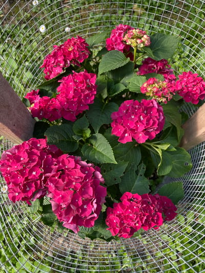 This is a high-angle, close-up shot of a cluster of vibrant pink hydrangeas, viewed through a wire mesh enclosure. The hydrangeas are in full bloom, with many small, delicate flowers forming large, rounded heads. Some of the flowers are transitioning from a lime green to a deep pink, indicating a stage of their blooming cycle. Lush green leaves provide a backdrop for the colorful blossoms.
The scene is set outdoors, with the wire mesh appearing to be part of a protective cage or enclosure for the plant. The background shows more greenery, possibly grass and other foliage, along with a few small white daisies, suggesting a garden or natural setting. A wooden post, likely part of the enclosure's structure, is visible on the right side of the image.
The lighting suggests it is daytime, with bright sunlight illuminating the flowers and casting some shadows, creating a slightly dappled effect. The overall mood is one of natural beauty and the vibrancy of summer blooms. No people are visible in the image. There is no visible text. The location is identified as Piatra-Neamț, Romania.
