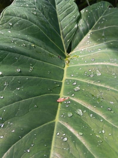 A large, green leaf with a prominent central vein dominates the view. The leaf surface is covered in numerous water droplets, reflecting light. An insect, possibly a leafhopper or beetle, rests near the central vein. The leaf's textured surface displays a pattern of raised veins, adding depth. The background is indistinct, suggesting the leaf is the primary subject.