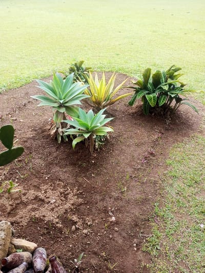 The image displays an outdoor garden bed situated within Nghĩa Đồng Commune, Vietnam. The elevated, roughly circular bed features dark brown, disturbed soil. Plant life includes two agave-like succulents with light green, rosette-forming leaves positioned to the left-center, one larger and one smaller. To their right, a variegated plant exhibits yellow and green striped, pointed leaves. Further right, a dense cluster of tropical plants with dark green, ribbed leaves is present. Numerous small green sprouts and several tiny reddish-purple leafed plants are scattered across the soil. A two-lobed green cactus pad is partially visible in the far left foreground. In the bottom left corner, a small collection of weathered brown glass bottles and rocks rests at the edge of the garden bed. The background consists of an expansive, uniformly cut light green lawn. No individuals or active interactions are depicted.