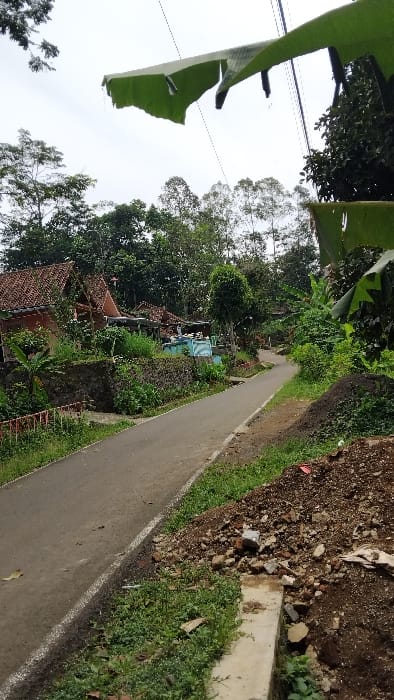 The image shows a paved road in a rural area, most likely in the village of Panjalu, Indonesia, based on the provided coordinates. The road curves gently to the left, and there is a small pile of debris on the right side of the road. There is a white dividing line on the road. There is a concrete curb on the right side of the road, and the ground slopes down to the road. There are trees and foliage on both sides of the road, and the ground is covered in a layer of green grass and weeds. There is a small building with a red tile roof visible in the distance on the left side of the image. The building is partially obscured by trees. There is a large banana leaf hanging from the top of the frame, and there are power lines running along the road. No people are visible in the image. The sky is overcast and light grey.