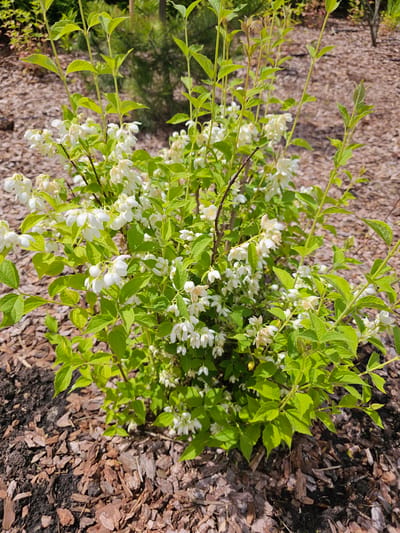 A close-up shot shows a small, flowering shrub with numerous small white flowers and bright green leaves. The shrub is situated on dark soil covered with wood chips. In the background, out of focus, are more shrubs and trees, suggesting an outdoor setting in a park or garden. The lighting is bright, indicating daylight. The location is identified as Березка Снт (красногорский Р-н, Russia). There are no people or animals visible in the image.