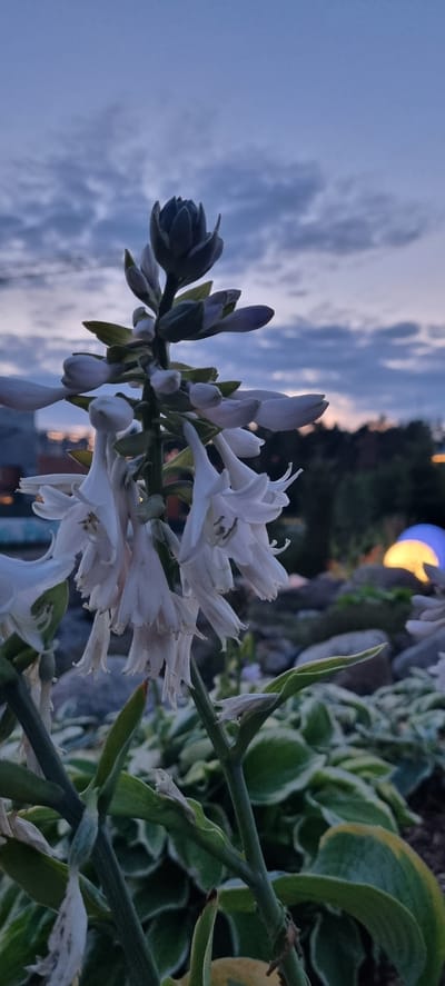 The photograph captures a close-up view of a stalk of white, bell-shaped flowers, likely hosta blooms, in the foreground. The flowers are delicate and hang downwards, with some already opened and others still in bud form at the top of the stalk. The stalk itself is green and sturdy, with leaves visible at its base, also appearing to be hosta leaves, variegated with green and white edges. The background is blurred, creating a soft bokeh effect. It depicts a twilight scene with a dusky blue sky filled with scattered clouds. In the distance, silhouettes of trees and buildings are visible, along with a soft, glowing light source that is yellow and blue, suggesting artificial lighting in an outdoor setting. The overall impression is a tranquil garden scene at dusk. The location is identified as Shulgino, Russia, although this information cannot be visually corroborated from the image itself. There are no people or animals visible in the frame.