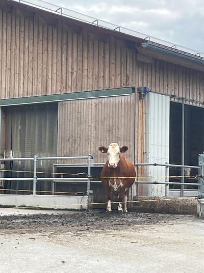 A cow stands in a muddy outdoor enclosure in front of a large wooden barn structure. The cow is brown and white with a yellow tag in its ear. The barn has a metal roof and what appears to be a large sliding door or opening on the left side. Metal fencing separates the cow from the viewer, with yellow wires running across the enclosure. The ground is wet and muddy. The scene is likely part of a farm or agricultural facility.