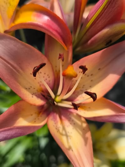 This is a close-up, macro photograph of a vibrant lily flower in bloom. The flower exhibits a gradient of colors, transitioning from a deep pinkish-red at the petal tips to a soft peachy-orange and bright yellow towards the center. The petals are wide and gently curved, showcasing delicate speckles in a darker reddish-brown hue scattered across their surfaces. Prominently featured in the center are the flower's reproductive parts: several slender, pale stamens tipped with dark brown anthers, and a slightly lighter, yellowish-orange pistil.

The lighting suggests it is daytime, with sunlight casting soft shadows and highlighting the smooth, almost waxy texture of the petals. The background is softly blurred, with hints of green foliage and another yellow flower suggesting an outdoor garden setting. The depth of field is shallow, drawing the viewer's attention exclusively to the intricate details of the lily's bloom. The overall mood is one of natural beauty and serenity. There is no visible text in the image. The location context is Hradenytsi, Ukraine.