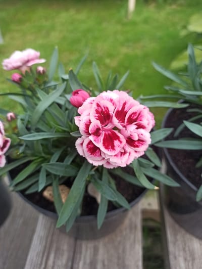 The image shows a close-up, top-down view of a potted carnation flower with pink and deep red variegated petals. The flower is fully bloomed and centered in the frame. It is surrounded by its green, linear leaves and stems. To the left and bottom of the main flower, there are several other smaller buds and a partially bloomed pink flower, also in pots. The pots are dark-colored and sit on a weathered wooden surface, likely a bench or deck, which is visible in the right side of the image. Beyond the wooden surface and pots, there is a blurred background of green grass and possibly other vegetation, suggesting an outdoor setting. The lighting appears natural, indicating it might be daytime, likely outdoors. There is no visible text in the image. The scene evokes a sense of nature and gardening.