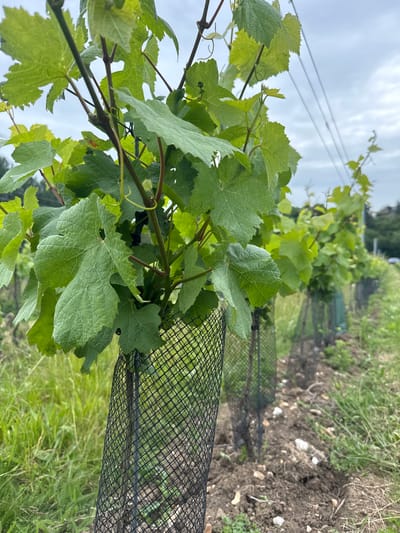 This is a medium-shot, vertical, outdoor photograph taken at a vineyard in Canterbury, United Kingdom. The image focuses on the foreground of a young grapevine, with its lush green leaves and stems prominent. The base of the plant is protected by a black mesh tree guard. The vineyard stretches into the background, with rows of similar young grapevines, each with a tree guard, receding into the distance. The ground is a mix of dark soil and some light-colored stones, with green grass and weeds growing around the plants. In the far background, a cloudy sky is visible, with a hint of a road and some buildings or trees on the right side. The scene appears to be in a rural or semi-rural area of Canterbury.