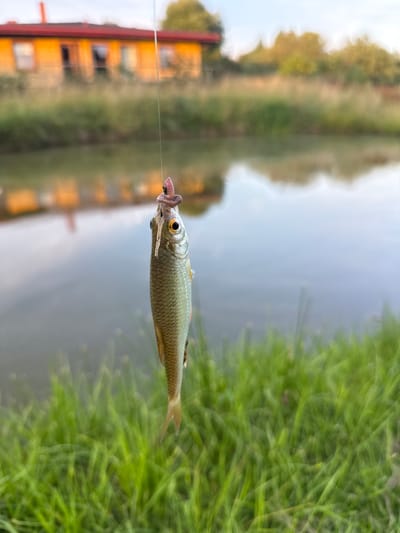In the foreground of the image, a small fish is suspended mid-air, caught on a fishing line and bait. The fish is silvery with visible scales and an orange-tinged tail fin. Above the fish, a pinkish worm is impaled on the hook. The fishing line extends upwards out of frame.
The immediate background features lush green grass, somewhat blurred due to motion or focus. Beyond the grass, a body of water reflects the sky and the surrounding environment. In the distance, a long, orange-colored building with a red roof is visible, partially obscured by trees and vegetation. The overall scene suggests an outdoor setting, likely a rural area or the outskirts of a town, given the presence of the building and the natural landscape.
The location is identified as Žemieji Rusokai, Lithuania. The image captures a moment of fishing, focusing on the catch. The lighting suggests it might be late afternoon or early evening, with soft light illuminating the scene. There are no people visible in the frame.
