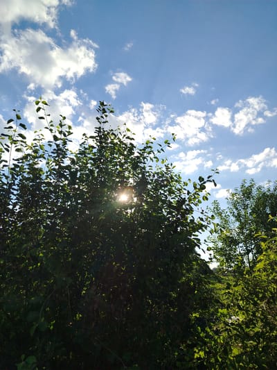 A low-angle, outdoor shot captures a sun-drenched, leafy tree against a bright blue sky filled with fluffy white clouds. The sun is partially obscured by the tree's foliage, casting bright rays of light and a lens flare through the leaves. The foreground is dominated by the dense green leaves and branches of the tree, with another tree visible in the background to the right. The scene suggests a natural environment, possibly a park or wooded area, in Zyryanskoye, Russia. There are no people or visible actions depicted.