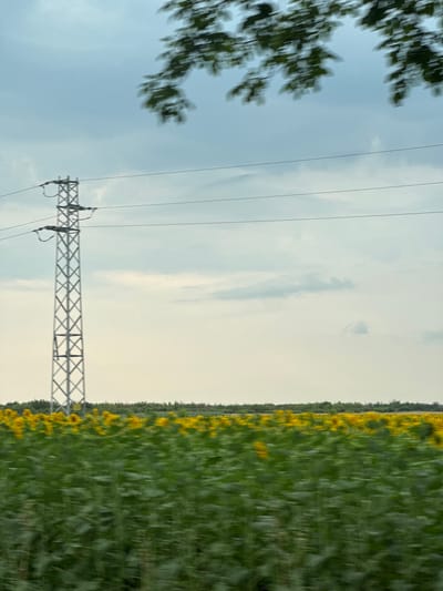 The image captures a landscape with a field of sunflowers on the right, stretching towards the horizon. The sunflowers appear to be in full bloom, with vibrant yellow petals against a backdrop of green foliage. The field is vast, suggesting a rural or agricultural setting.
In the left portion of the image, a metal pylon supporting power lines is visible. The pylon has a distinctive criss-cross lattice structure. The power lines extend horizontally across the frame, disappearing into the distance. To the far left, the blurry branches of a tree are present, indicating the presence of vegetation or a treeline.
The sky is overcast with diffused light, suggesting it might be dawn, dusk, or a cloudy day. The lighting is soft and even, with no harsh shadows. The overall mood is serene and tranquil, characteristic of a natural landscape. The orientation of the image is vertical. There is no visible text in the image. The scene appears to be set in Brashlen, Bulgaria.
