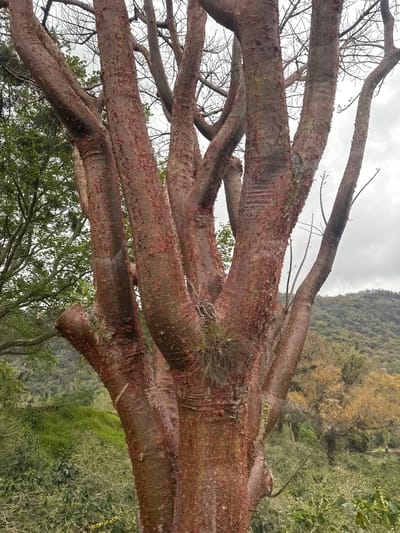 The image depicts a horizontal view of a Kapok tree (Ceiba pentandra) in Naolinco de Victoria, Mexico. The tree's smooth, spiky branches dominate the foreground, with a reddish-brown hue. The background includes a hillside covered in lush green vegetation. The sky is overcast, suggesting a cloudy or rainy day. No people or other animals are visible in the image.