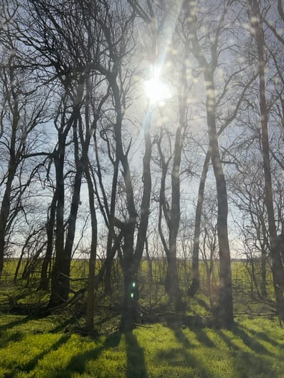 The image depicts a wooded edge in Senokos, Bulgaria, under direct sunlight. Numerous deciduous trees, largely bare of foliage, dominate the frame, silhouetted against a pale blue sky. The sun is prominently visible in the upper center, emitting bright rays and lens flares. Elongated, distinct shadows from the tree trunks extend across a vibrant green grassy ground cover in the foreground. Scattered fallen branches are present on the forest floor. Beyond the immediate tree line, a wide, bright green field is visible in the mid-ground. No individuals, animals, or active subjects are present.