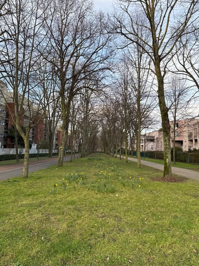 The image depicts an urban green space or parkway in Noisiel, France, viewed longitudinally under a partially overcast daytime sky. The central foreground and midground feature a wide strip of green grass, containing numerous clusters of yellow daffodils in bloom. A long avenue of bare deciduous trees with intricate branches lines both sides of this grassy area, extending into the distance and creating a visual tunnel effect.
On the left side of the image, running parallel to the grass, is a paved road or pathway, dark grey in color with a reddish-brown curb. Beyond this pathway, a low white barrier or fence is visible, followed by multi-story residential buildings exhibiting varied facades, including light grey and red brick sections with dark-framed windows.
On the right side, parallel to the grass, a narrower, unpaved dirt or gravel path is present. Beyond this path, additional residential buildings with a muted pinkish-beige coloration and visible balconies are observed. Green shrubbery or hedges are situated in front of some of these structures. No individuals, animals, or vehicles are present in the scene. The bare trees and blooming daffodils indicate an early spring season.
