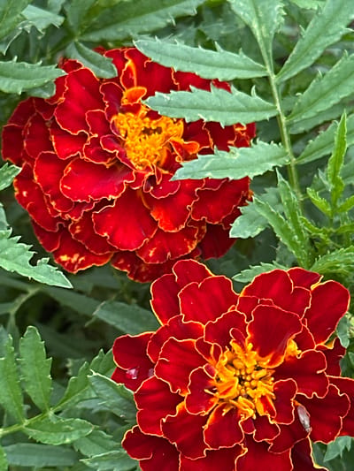 In Novogorbovo, Russia, two deep red marigolds with ruffled petals and yellow centers bloom amongst lush green foliage. The marigolds are densely packed with petals, giving them a full appearance. The leaves are serrated and have a vibrant green hue, creating a natural backdrop for the flowers. In the lower right portion of the image, a small, dark insect, possibly a fly, is perched on one of the marigold petals. The overall scene suggests a close-up view of a garden, emphasizing the textures and colors of the flowers and their surrounding leaves.