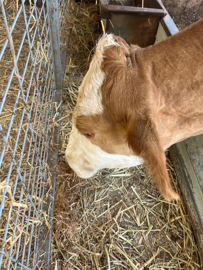 A calf is depicted in a stall at an unspecified location within Hod Hasharon, Israel. The animal is predominantly brown and reddish-brown with a distinct white blaze covering its forehead, face, and chin. Its left eye is visible, appearing dark. The calf's head is oriented downwards and towards the right, positioned above a floor covered in loose, dry hay or straw. To the left of the calf is a grey metallic grid or fence panel, displaying a diamond-shaped mesh pattern. Along the right side and upper-right corner of the frame, a dark, weathered metal trough or feeder is partially visible, also containing remnants of hay. No human figures are present.