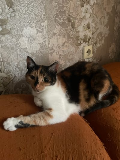 In a residential interior, likely an apartment, a calico cat is resting on a reddish-brown sofa. The cat is positioned on its side, with its front left paw extended forward. The cat's fur displays a mix of white, black, and orange patches. The background features wallpaper with a floral pattern in light gray and white tones, and a beige electrical outlet is visible on the wall to the right. The scene suggests a domestic setting, consistent with a residence in Dubrovka, Russia.
