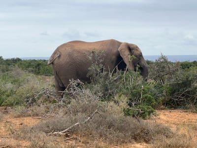 A single adult African elephant is captured in a natural bushveld environment, likely within Addo Elephant National Park in the Sundays River Valley Local Municipality, Eastern Cape, South Africa. The elephant, predominantly brownish-grey with textured, wrinkled skin, is positioned with its head and front torso partially obscured by dense green and dry thorny shrubs on the right side of the frame. Its substantial rear body and tail, which is slightly curled upwards, are clearly visible towards the left. The animal appears to be engaged in browsing or feeding on the surrounding vegetation. The foreground consists of reddish-brown soil sparsely covered with dry grass and numerous low-lying shrubs, some with prominent bare, gnarled branches. A dense layer of green trees and bushes forms the immediate background, extending to a distant horizon where a faint blue line, suggestive of the ocean or a large body of water, is discernible. The sky above is overcast with light grey clouds. No human subjects or man-made structures are present in the scene.