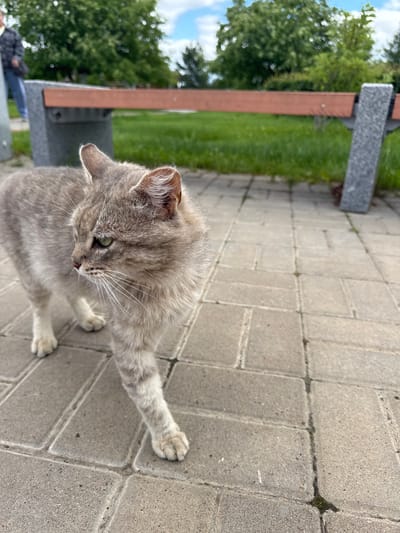 A medium-haired, grey tabby cat with green eyes stands on a paved pathway in what appears to be a park or public outdoor space. The cat is facing to the left of the frame, with its body angled slightly towards the viewer. Its fur is a mix of light and dark grey stripes. In the background, out of focus, is a wooden bench with stone supports and green grass. Further back, there are trees and a cloudy sky. A person wearing a dark jacket and blue jeans is partially visible on the far left, standing near a stone structure. The environment suggests a setting in Privolzhsky, Russia, given the context.