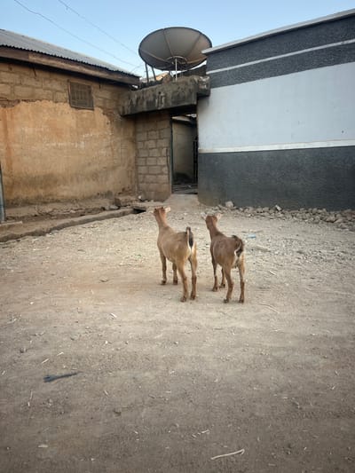Two tan goats stand on a dirt path between buildings. The buildings are weathered, one with a satellite dish and equations scrawled on the wall. The other structure is a two-story building with a grey trim and a white wall. The overall scene appears somewhat impoverished and rural.