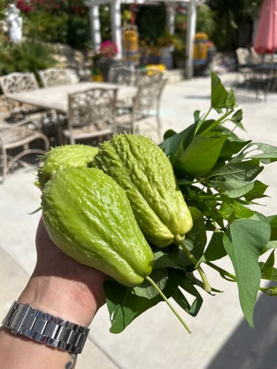 The image displays a human hand holding three freshly harvested light green chayote vegetables and a cluster of dark green leaves. The chayotes exhibit a distinct ridged, and in some areas, spiny texture. The hand, wearing a silver-toned metal link wrist-watch on its left wrist, also shows a dark mark or tattoo on the lower inner wrist area. The background is an out-of-focus outdoor residential patio in Thousand Oaks, United States, illuminated by bright daylight. Observable background elements include a light-colored outdoor dining table surrounded by ornate metal chairs, a white pergola, various green foliage, some pink flowering plants, yellow barrel-shaped decorative items, and a partially visible pink outdoor umbrella. The ground is a light-colored paved surface.