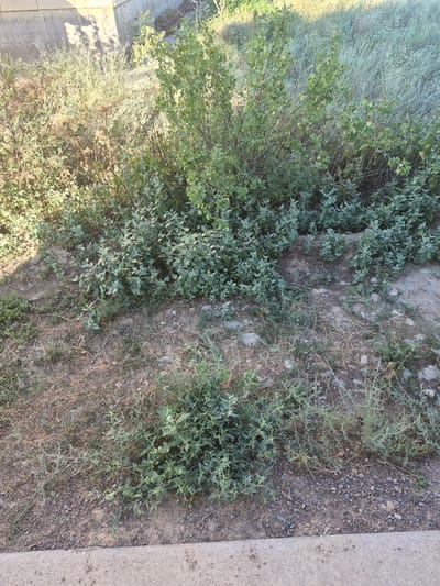 A patch of overgrown vegetation, including bushes and dry grass, grows on a dry, dusty embankment. A concrete curb runs along the bottom of the frame, suggesting an urban or roadside setting. The vegetation appears unkempt, with some areas of dead or dying grass mixed with green, leafy plants. Shadows of branches and leaves are cast on a concrete wall in the upper left of the image, indicating it is daytime. The location is identified as Bereke, Kazakhstan, though no specific landmarks are visible. No people or animals are present in the scene.