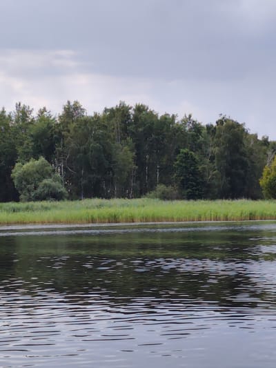 This is a wide shot of a serene natural landscape in Kosachivka, Ukraine, on an overcast day. The scene is dominated by a dense forest that runs along the horizon, with a variety of deciduous and coniferous trees. In the foreground, a body of water reflects the sky and the trees, with gentle ripples disturbing the surface. A line of tall green grass and reeds separates the water from the forest, creating a natural border. The sky is a soft grey, with diffused light suggesting a cloudy or approaching-rainy day. There are no people or man-made structures visible in this natural setting.