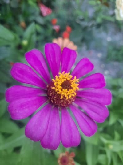 A close-up, eye-level, vertical shot showcases a vibrant magenta zinnia flower, its petals fanning out symmetrically from a central disc of golden yellow stamens and dark brown pistils. The flower's petals are broad and slightly rounded at the tips, with a delicate texture. The background is a soft blur of green foliage and hints of other colorful flowers, suggesting a garden setting. The image is sharpest on the zinnia, with a shallow depth of field that isolates the bloom. The lighting appears to be natural, possibly from an overcast sky or dappled sunlight, creating soft shadows and highlighting the flower's rich color. No people or specific locations within Hulbuk, Tajikistan are discernible.