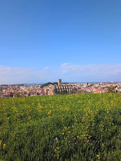 A wide-angle landscape photograph captures a panoramic view of Manresa, Spain. The foreground is occupied by a field of green vegetation, predominantly grasses, interspersed with numerous yellow flowers and a few white blossoms. In the midground, the city of Manresa stretches across the frame, characterized by dense residential and commercial structures with terracotta and red-tiled roofs. Dominating the cityscape, centrally positioned and elevated, is the Basílica de Santa Maria de la Seu, a large Gothic-style church featuring a prominent square bell tower and buttresses along its visible side. The background consists of a clear, bright blue sky with sparse, horizontally aligned white cumulus clouds along the distant horizon. No individuals or specific interactions are visible within the scene.