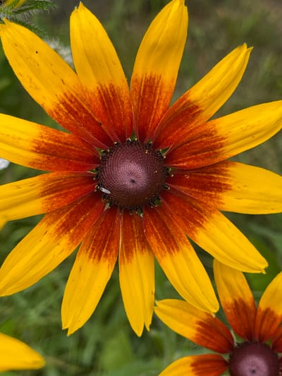 A close-up, overhead view of a Black-eyed Susan flower is shown. The flower has bright yellow petals with a gradient of red-brown near the center. The center of the flower is a dark purplish-brown cone. A small white insect is visible on the central cone. The background is a blurred green, suggesting foliage. The image was taken in the vicinity of the Kalodzieszki rural council, Belarus.