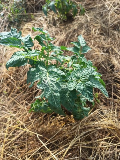 In a field in Ryabichev, Russia, a young tomato plant grows in a bed of dry, light-brown straw. The plant has several dark green leaves and some smaller leaves emerging from its center. The leaves are slightly wrinkled and have serrated edges. There appears to be a small yellow flower bud on the plant. The straw mulch covers the soil around the plant, creating a textured and dry ground cover. The background is blurred, suggesting the focus is on the tomato plant and its immediate surroundings.