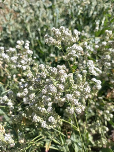 The image shows a close-up view of a cluster of small, white flowers with green foliage. The flowers are densely packed on thin stems, creating a frothy appearance. The background is out of focus, with hints of green and brown suggesting a natural environment, possibly a garden or field. The lighting is bright, indicating daylight. There are no people or animals visible. The image does not provide any information about its location in the city of Yorkatay, Uzbekistan.