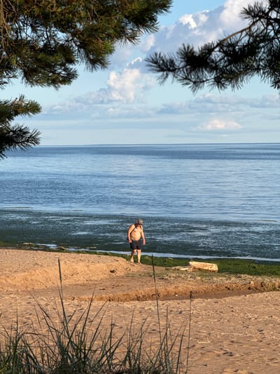A full shot captures a person walking along a sandy beach bordering the calm, blue water of Chernaya Lakhta, Russia. The sun casts a warm glow on the sand, which is dotted with sparse blades of grass in the foreground. In the middle ground, a man, wearing dark shorts and a cap, walks towards the right of the frame, his back to the camera. He appears to be heading towards the water, which is lined with a strip of green seaweed. The background is dominated by the vast expanse of the sea under a bright, partially cloudy sky. Overhead, the dark green branches of a pine tree frame the top of the image.