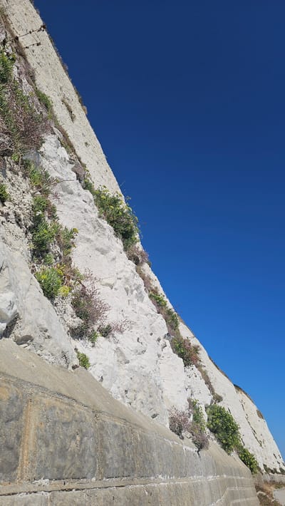 The image shows a section of a white chalk cliff in Roedean, United Kingdom, with a bright blue sky. The cliff face is textured and irregular, with various types of vegetation, including green leafy plants and smaller, purplish-red plants, growing from crevices. In the foreground, there is a concrete retaining wall made of large, rectangular blocks. The wall is weathered and shows signs of age and discolouration, with some areas appearing darker and others lighter. The cliff slopes upwards from the wall, at an angle, towards the right of the frame. The perspective suggests the viewer is looking up at the cliff face. The overall scene is one of a natural coastal landscape enhanced by man-made structures.