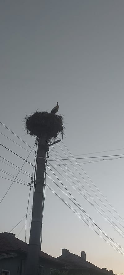 A gray image shows a large bird, a European white stork, sitting in its stick nest on top of an old utility pole, tangled with wires. The sky is overcast. A red-roofed building is visible to the right of the pole, and there are at least two chimneys. This image was taken in Karadjovo, Bulgaria.