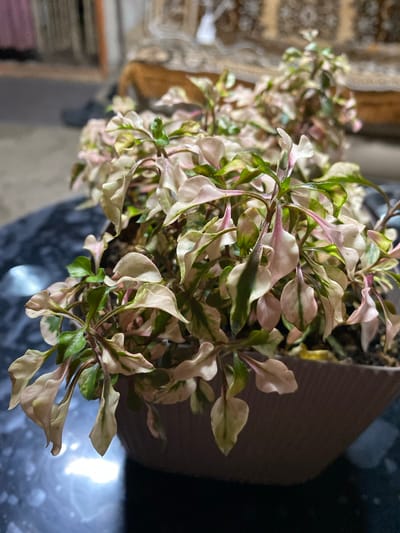 A close-up, overhead shot shows a potted plant with variegated leaves in shades of pink, green, and cream. The plant is in a grey, ribbed pot, resting on a dark, reflective surface, possibly a table. The background is blurred, showing a patterned rug and a hint of furniture, suggesting an indoor setting. There is no indication of the location being in Oktiabrskaya, Russia.