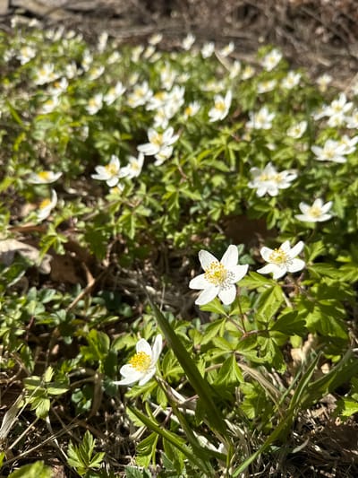 The image shows a ground-level view of a cluster of small, white, star-shaped flowers with yellow centers. The flowers are interspersed among green foliage and dried leaves. The location is presumed to be Starosel'e, Russia, though there is no visual confirmation of this in the image. No people or interactions are visible.