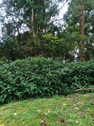 The image depicts a dense natural environment in Tah, Vietnam. The foreground consists of an uneven ground surface covered by a low-lying, fine-textured green plant carpet interspersed with scattered brown leaf litter. Immediately behind this, a continuous, dense mass of dark green leafy shrubs forms a midground barrier, exhibiting numerous broad, pointed leaves. The background is dominated by a dense forest canopy featuring multiple tall trees with light-colored trunks and a network of branches covered in abundant green foliage. Patches of bright sky are visible through gaps in the upper canopy. No people, animals, or man-made objects are present.