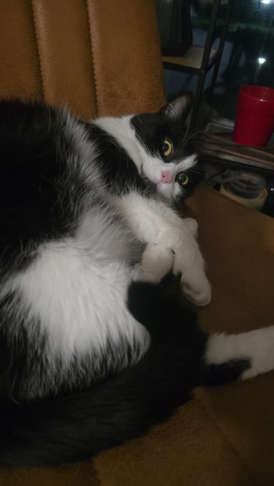 A black and white cat is lying on a brown leather chair in an indoor setting. The cat is mostly black with white markings on its chest, paws, and face. Its eyes are open and yellow, and its nose is pink. The cat's body is partially curled, and its paws are visible. In the background, there is a blurry shelf with a red cup and some other objects. The lighting appears to be dim. The location is not discernible from the image.
