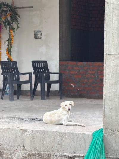 A light-colored dog is lying on a concrete ledge in front of a brick wall under a structure in Shamshabad, India. Two black plastic chairs are visible to the left of the dog, and a decorative garland hangs on the left side of the frame. A bright green fabric is draped over a concrete pillar on the right.